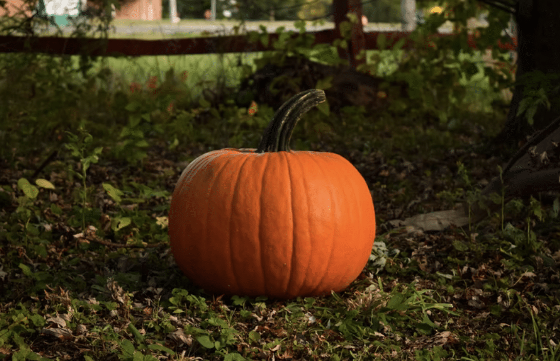 6 Fun Ways to Spend the Autumn Season With Your Troop